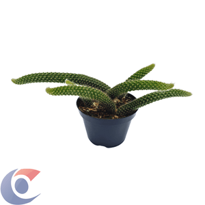 Cactus Rabo De Macaco Pt11