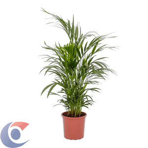 Palmeira Areca Bambu Pt17