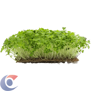 MOSTARDA MICROVERDE 30G