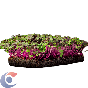 REPOLHO ROXO MICROVERDE 30G