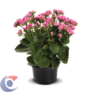 Flor Kalanchoe Kablp11000