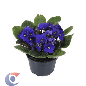 Flor De Violeta Unidade