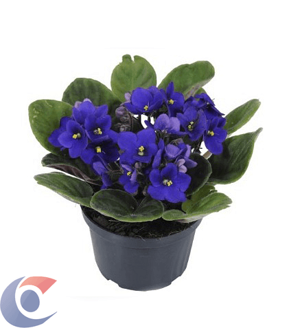 FLOR-VIOLETA-VIOLP11070