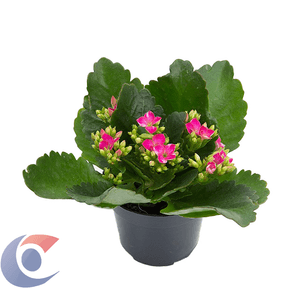 Flor Kalanchoe Dob Kadvp11070
