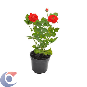 Flor De Roseira Mini Pote 13