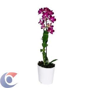 Flor Orquidea Denphalaen Pote 15