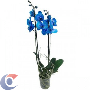 Flor Orquidea Phalaeonopsis Azul Pote 12