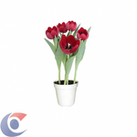 FLOR-TULIPA-PT12