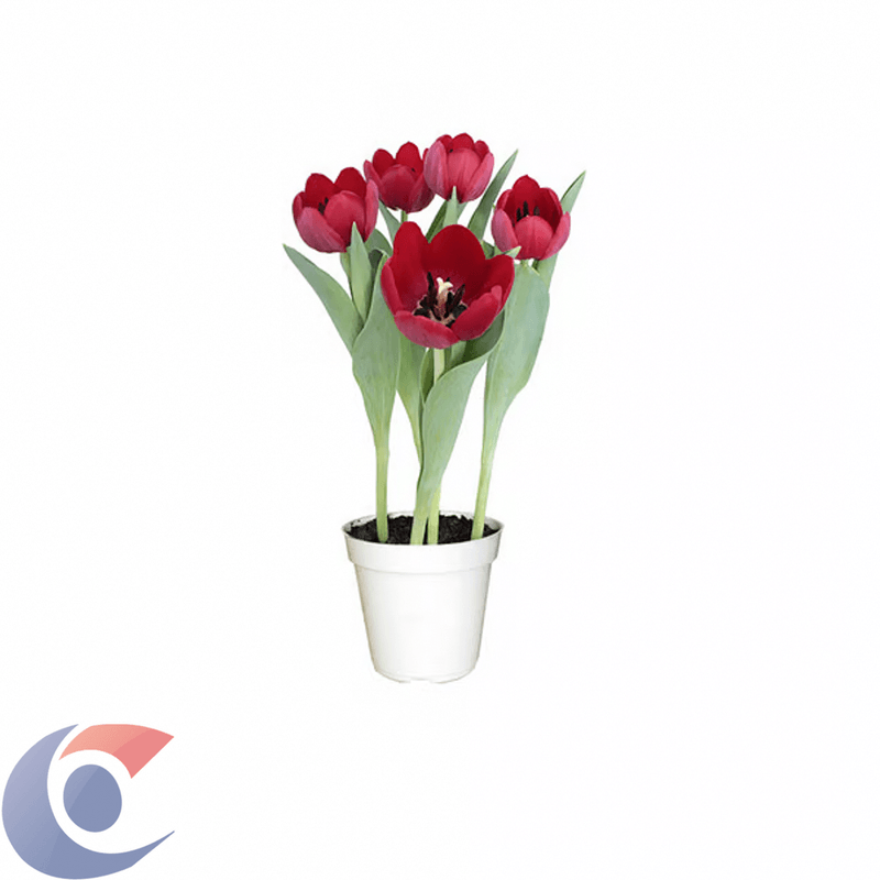 FLOR-TULIPA-PT12