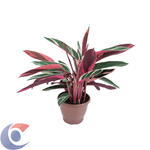 CALATHEA-TRIALSTAR-PT13