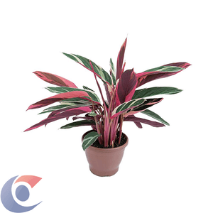 Calathea Trialstar Pt13