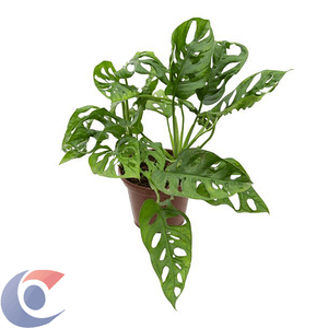 Planta Monstera Oblíqua Adansonii Pt16