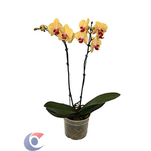 Flor De Phalaenopsis Unidade